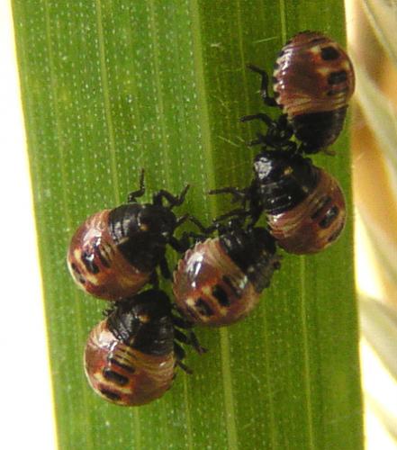 Palomena prasina