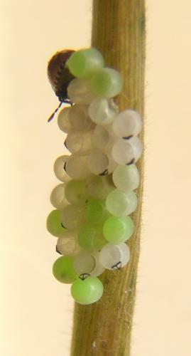 Palomena prasina