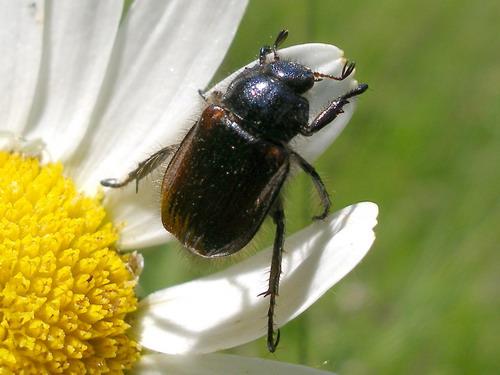 Réf. 9 692 : Phyllopertha horticola
