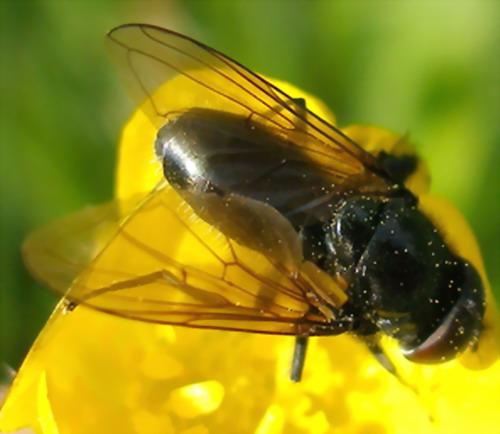 Cheilosia sp.
