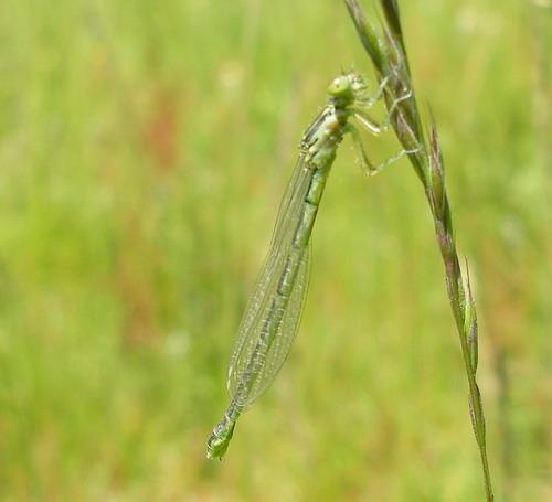 Coenagrion sp.