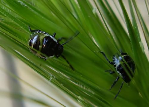 Palomena prasina