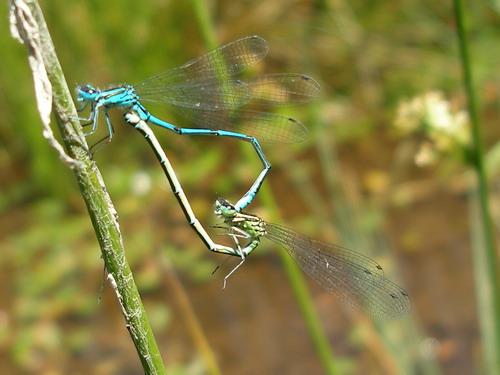 Coenagrion puella