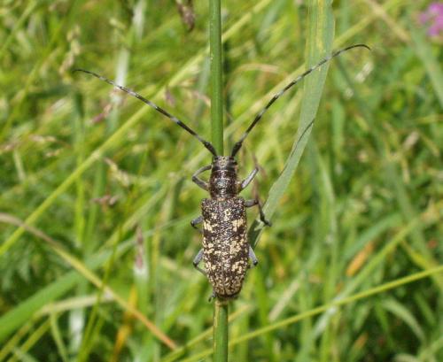 Monochamus sp.