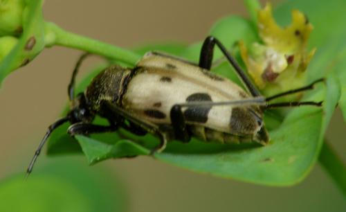 Pachytodes cerambyciformis