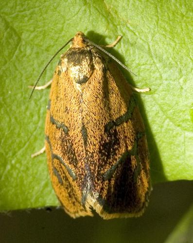 Réf. 9 790 : Ptycholoma lecheana