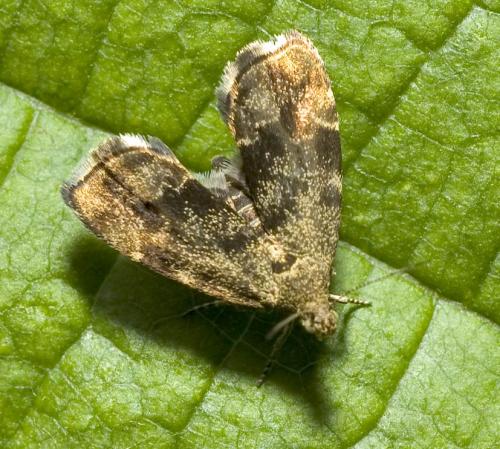 Anthophila fabriciana