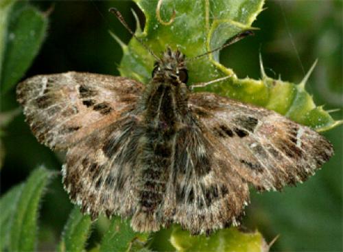 Carcharodus alceae