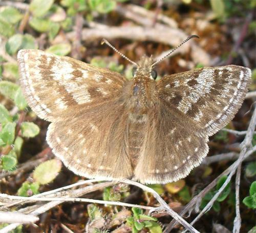 Réf. 9 238 : Erynnis tages