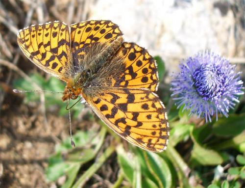 Réf. 9 237 : Boloria dia