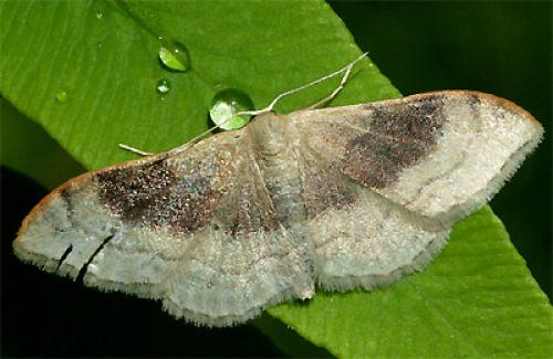 Réf. 9 147 : Idaea degeneraria