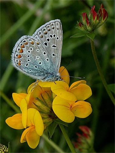 Polyommatus icarus