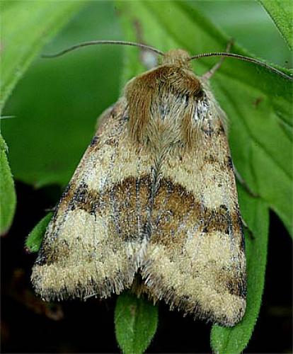 Réf. 9 286 : Heliothis viriplaca