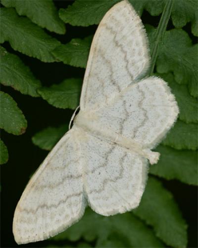 Réf. 9 397 : Scopula floslactata