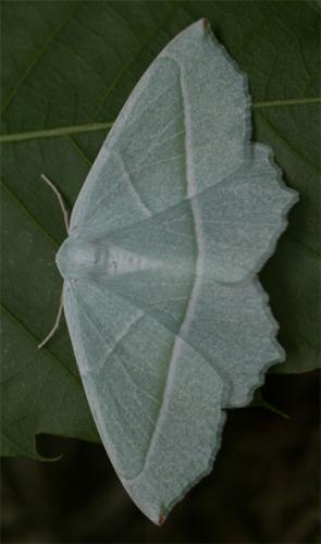 Campaea margaritaria