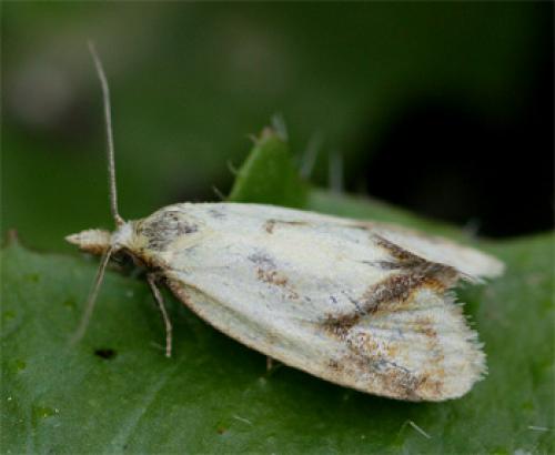 Réf. 9 449 : Agapeta hamana