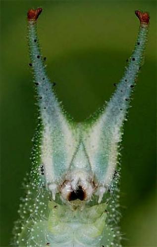 Apatura iris