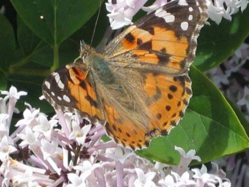 Réf. 9 539 : Vanessa cardui
