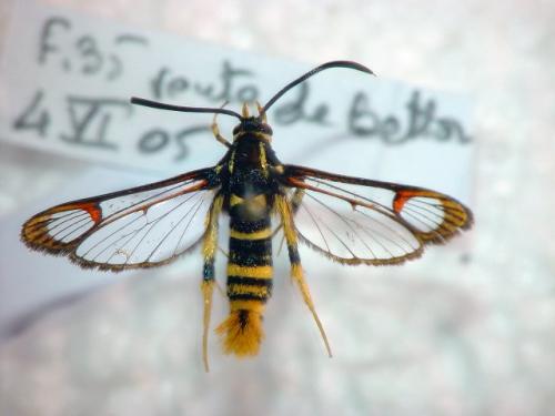 Synanthedon vespiformis