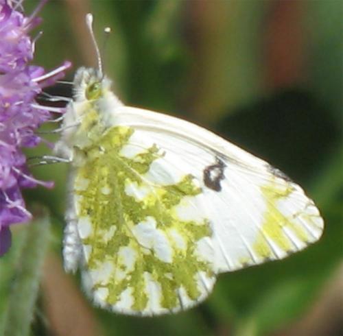 Euchloe sp.