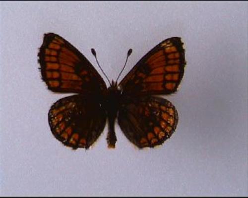 Melitaea parthenoides