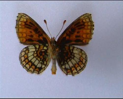 Melitaea parthenoides