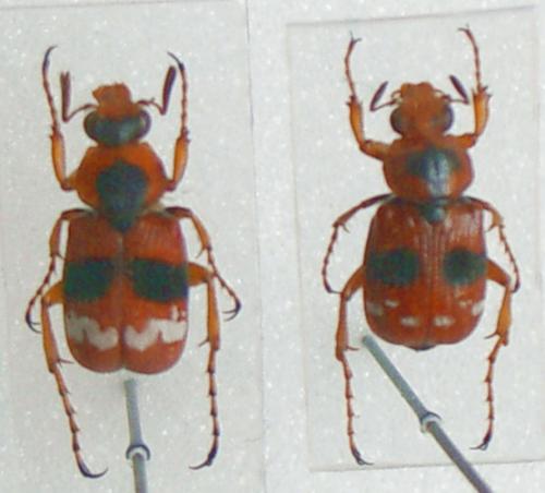 Paratrichius rotundatus
