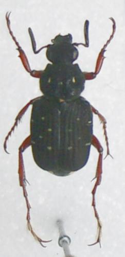 Réf. 9 822 : Paratrichius nicoudi