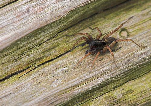 Pardosa sp.