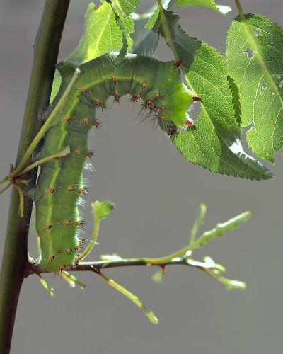 Saturnia pavoniella