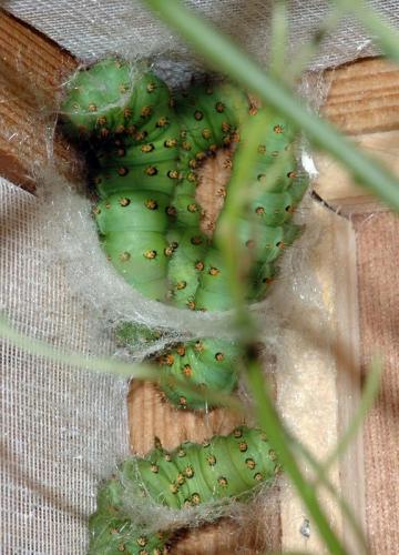 Saturnia pavoniella