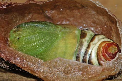 Saturnia pavoniella