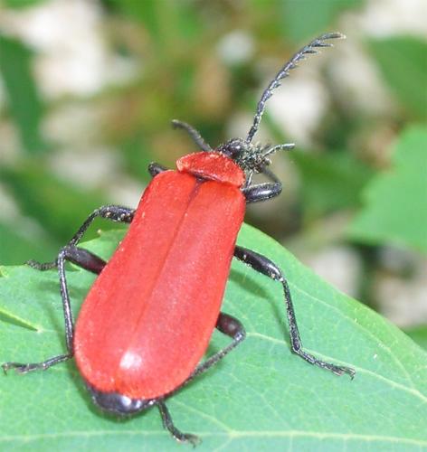 Pyrochroa coccinea