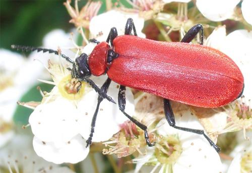 Réf. 9 415 : Pyrochroa coccinea