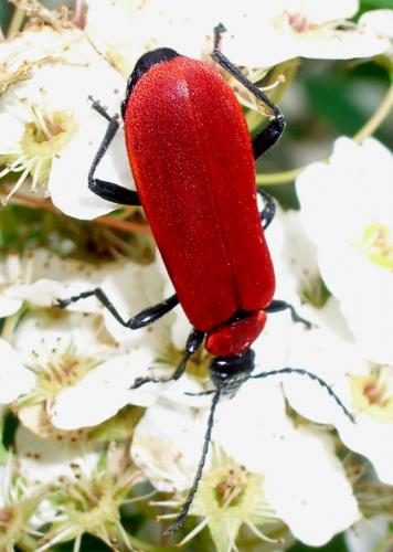 Réf. 9 416 : Pyrochroa coccinea