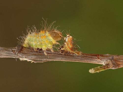 Réf. 9 254 : Antheraea pernyi