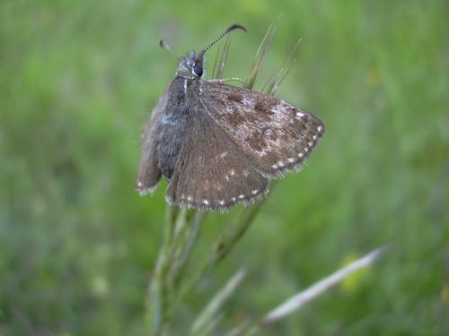 Erynnis tages