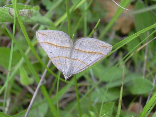Scotopteryx luridata