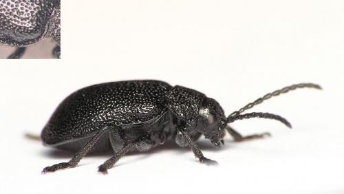 Réf. 9 288 : Galeruca tanaceti