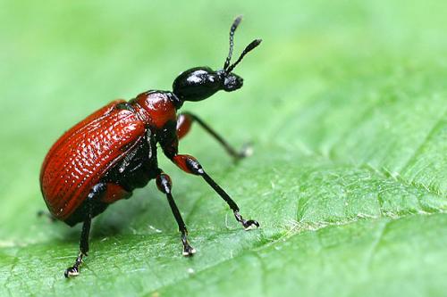 Réf. 9 918 : Apoderus coryli