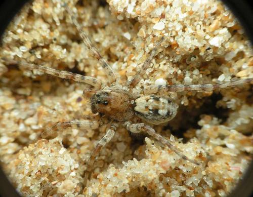 Arctosa perita