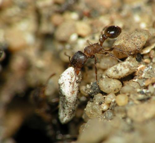 Réf. 9 219 : Tetramorium sp.