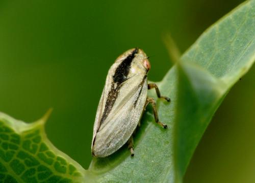 Philaenus spumarius