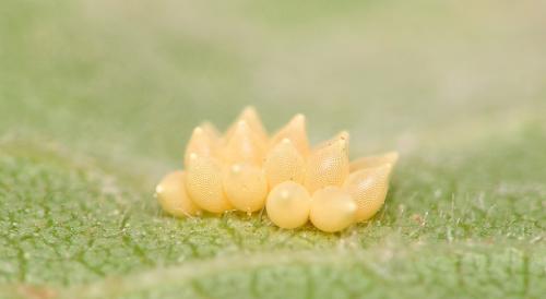 Réf. 9 946 : Xanthogaleruca luteola