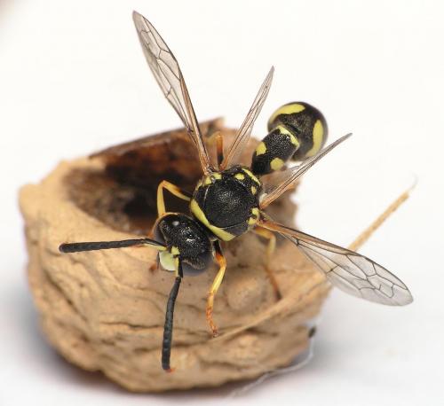 Eumenes sp.