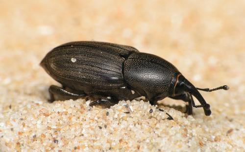 Sphenophorus abbreviatus