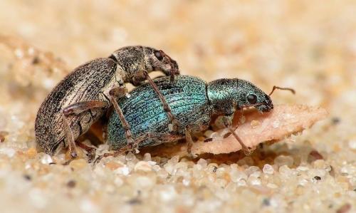 Réf. 9 483 : Polydrusus pulchellus