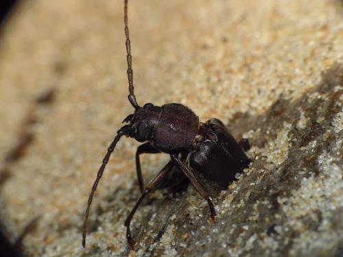 Réf. 9 486 : Arhopalus rusticus