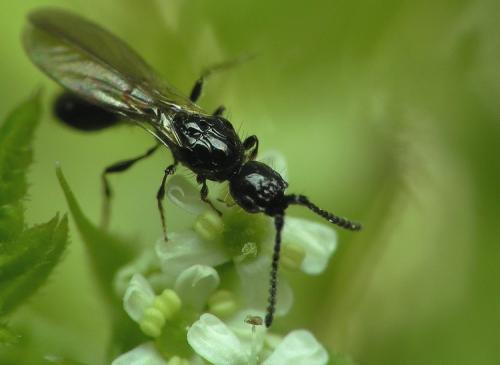 Coptera sp.