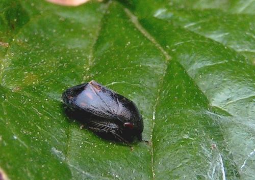 Penthimia nigra